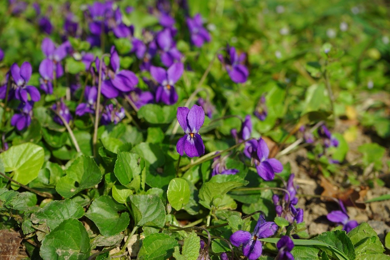 violka vonná (fialka)