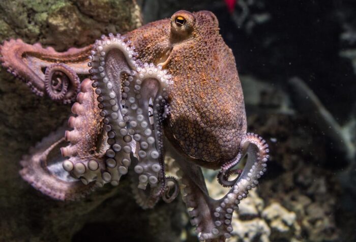 chobotnice zajimavosti (3)