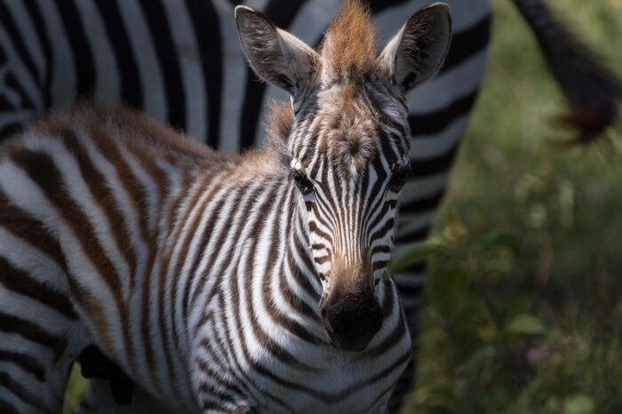 zebra (1)