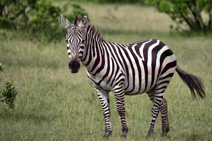 zebra (2)