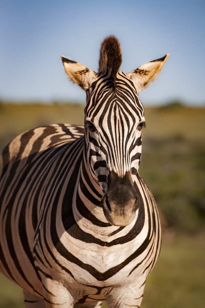 zebra (3)
