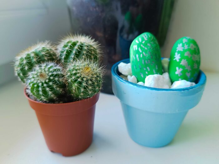 kaktusy z kaminku (40)